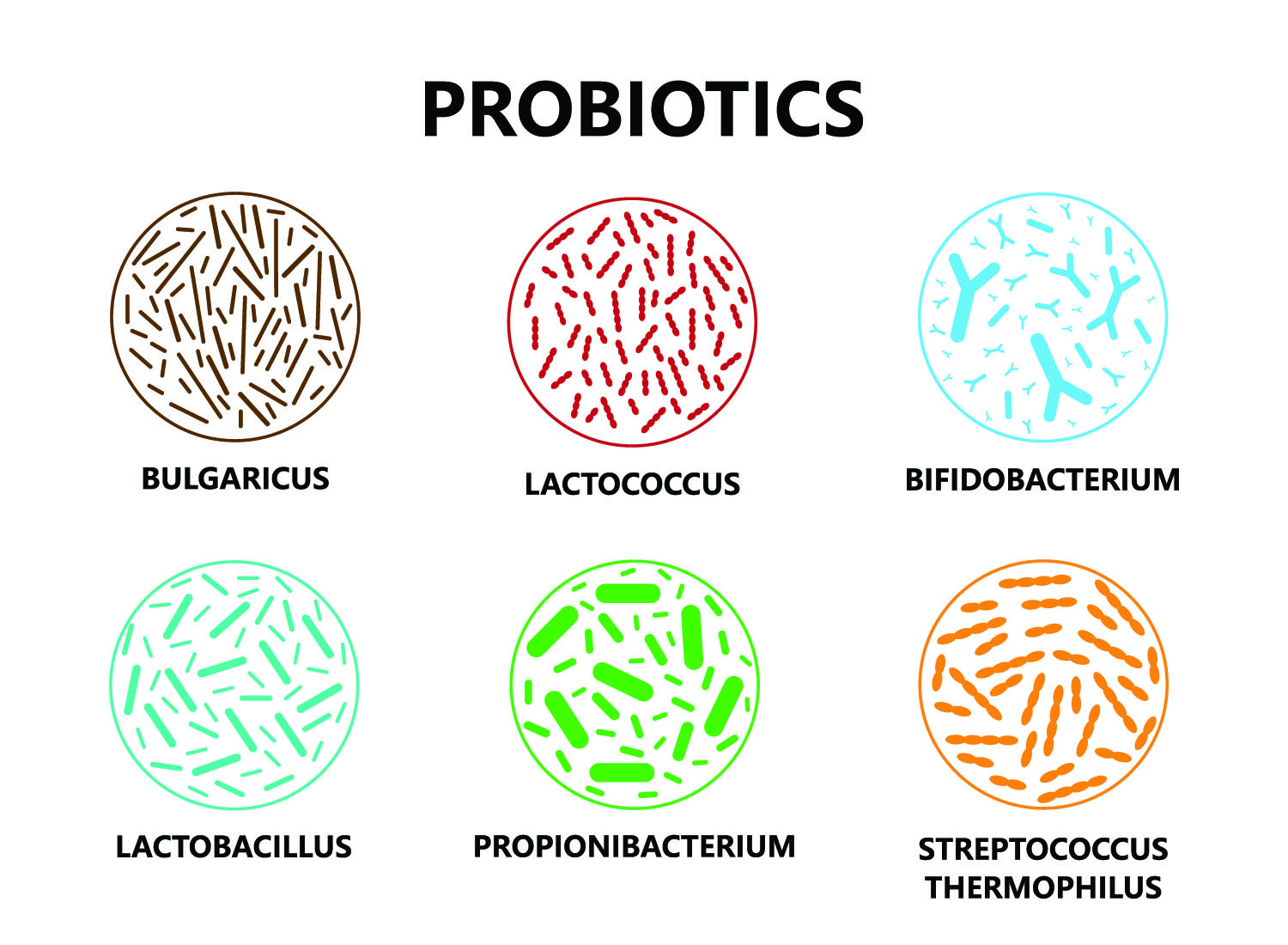 Probiotici flora batterica